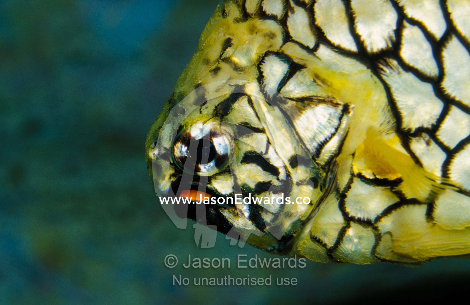 Detail of a Pineapple Fish head with yellow and black marking patterns Merimbula , New South Wales, Australia