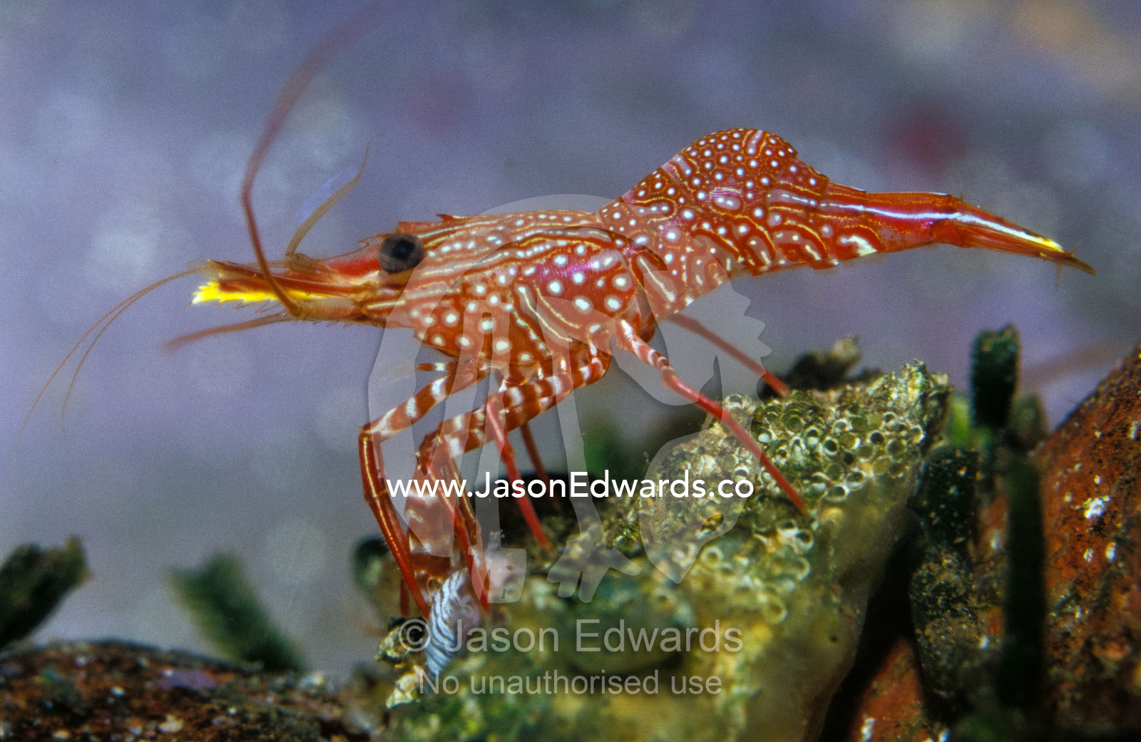 Hinge-Beak Shrimp from the Rhychocinetidae family, feeds on rock algae Merimbula Aquarium, New South Wales, Australia