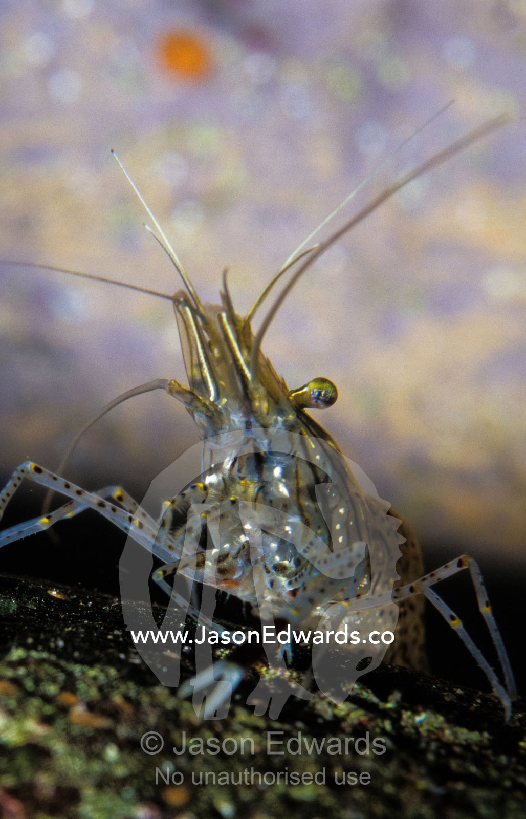 Close-up of a Glass Shrimp with transparent markings, eye detail Merimbula , New South Wales, Australia