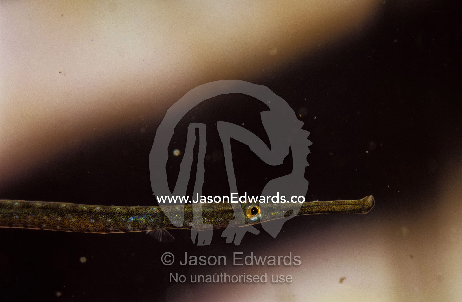 Profile detail of tiny Spotted Pipefish head, eye, long mouth and jaws Merimbula , New South Wales, Australia