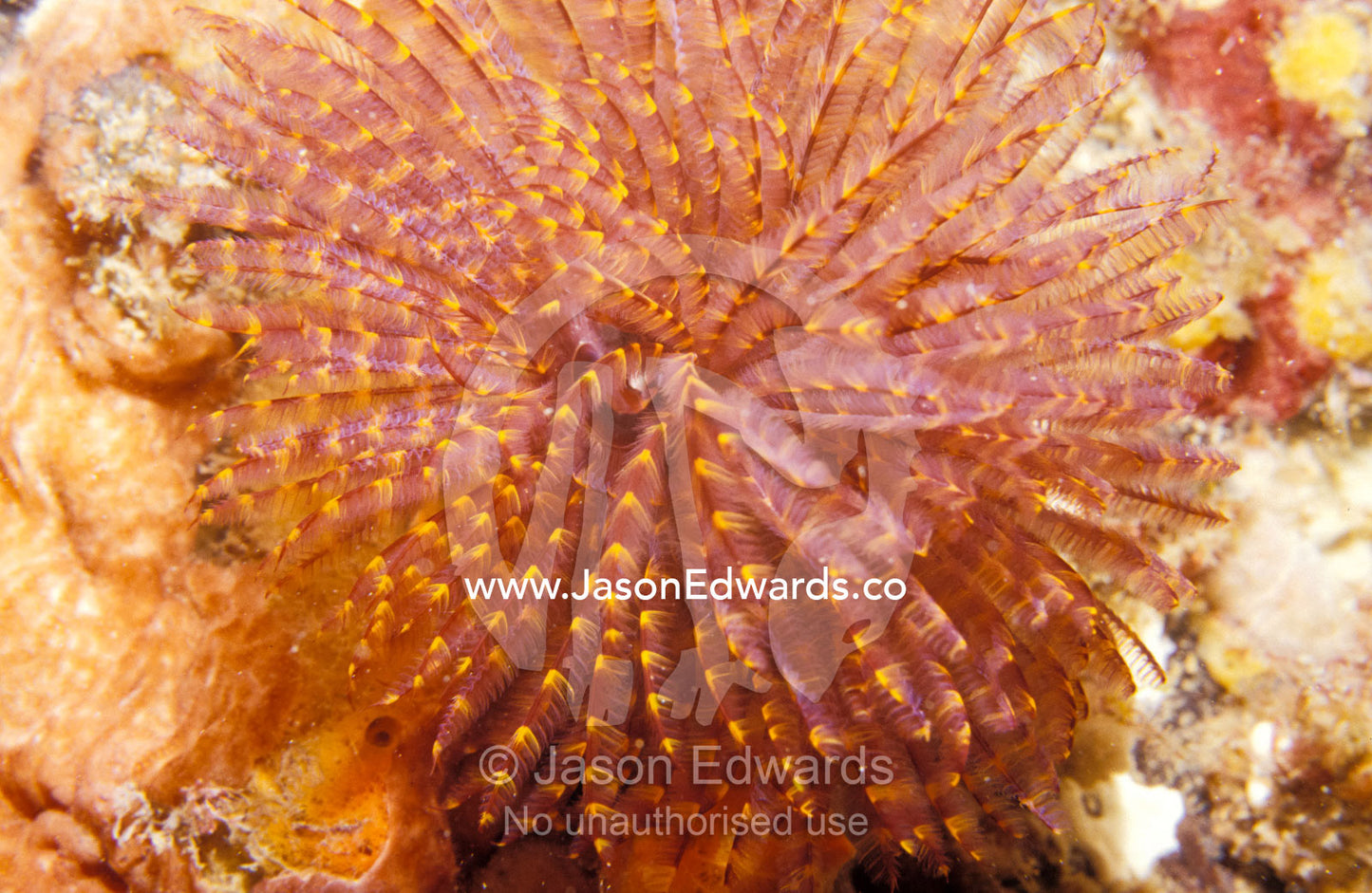 Close-up of a delicate Sabellidae Feather Duster Worm Portsea Pier, Victoria, Australia