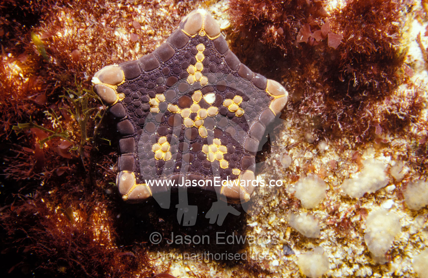 Detail of a Goniasterid Sea Star, Tosia Australis or Biscuit Sea Star Portsea Pier, Victoria, Australia