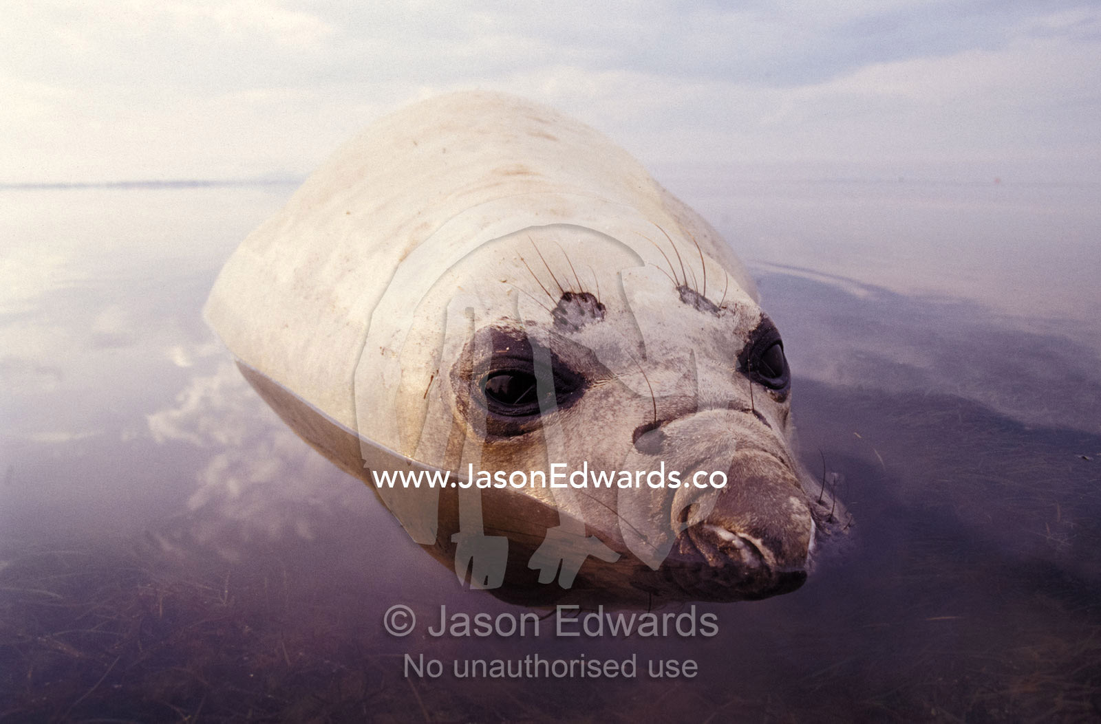 Detail of a Southern Elephant Seal's head and eyes resting in shallows Point Henry, Victoria, Australia