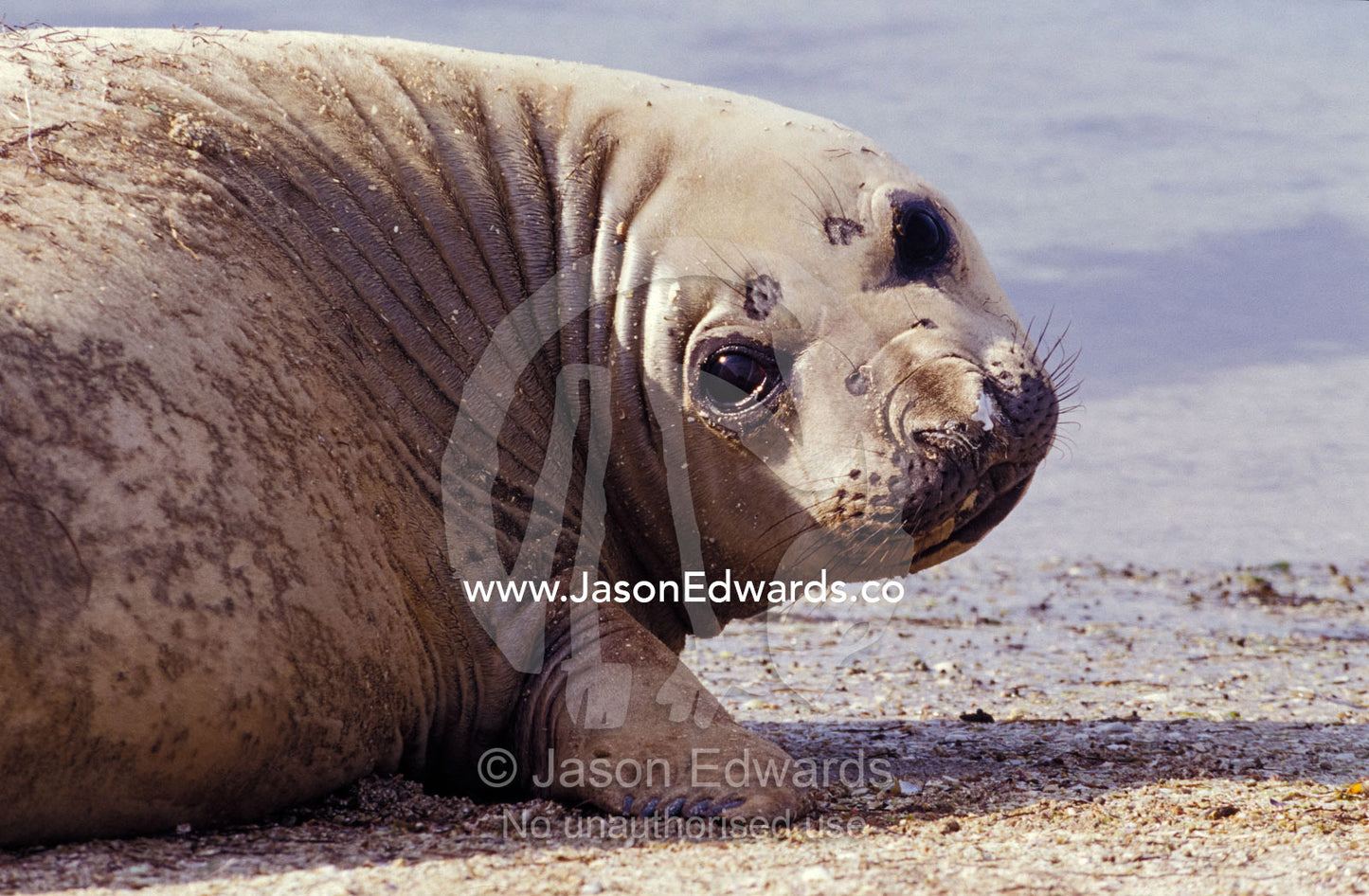 A face portraite of a cute, friendly Southern Elephant Seal on a beach Point Henry Victoria Australia