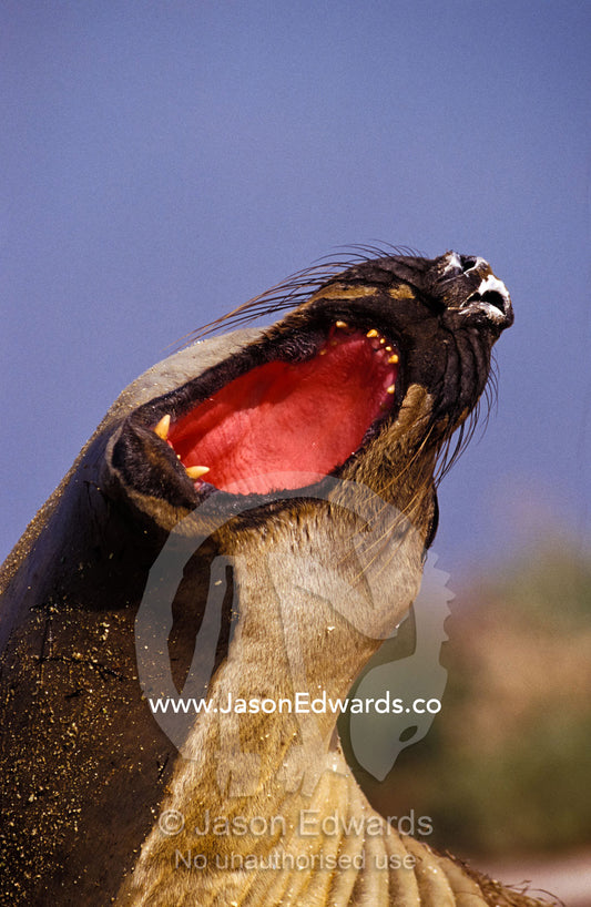 A Southern Elephant Seal stretches its neck, displays open mouth jaws Point Henry Victoria Australia