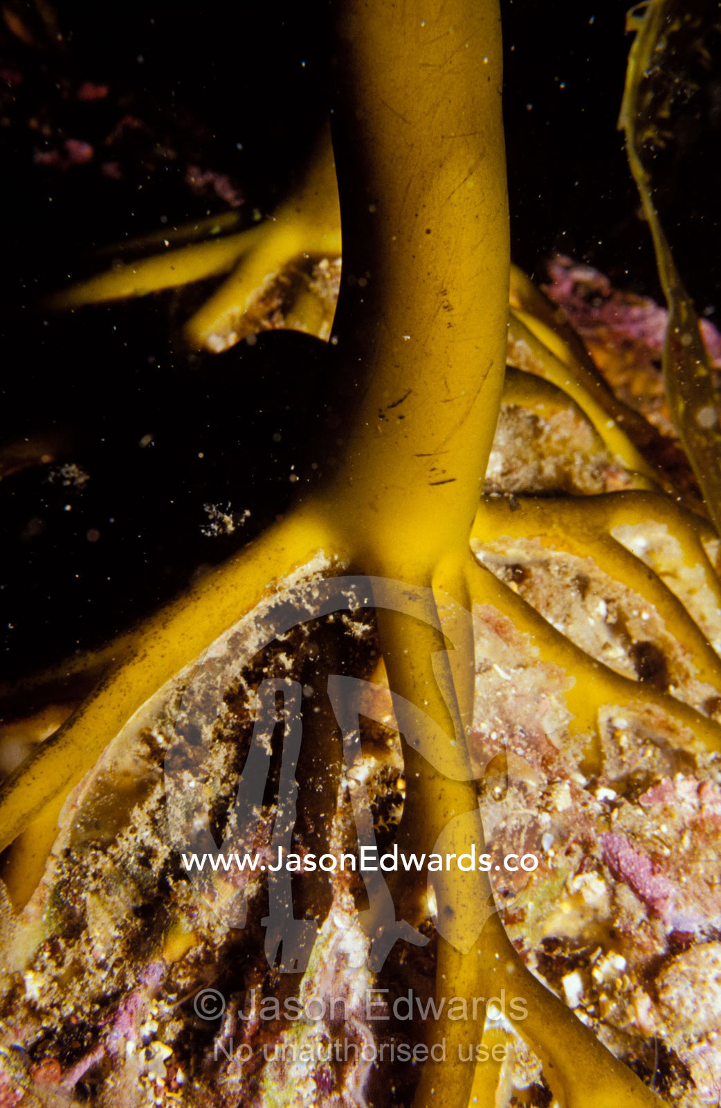 Kelp holds fast on reef rock, underwater mimicking tree roots Merimbula, New South Wales, Australia