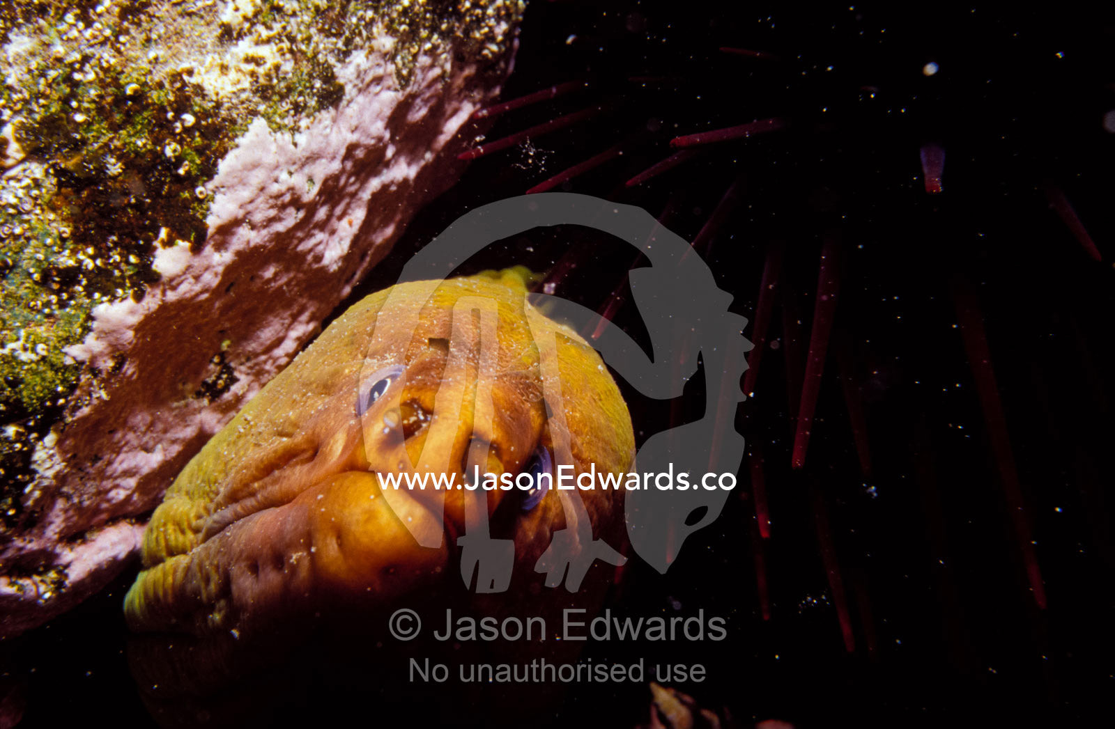 A hunting Green Moray Eel's nose snout peers beneath purple sea urchin Merimbula, New South Wales, Australia