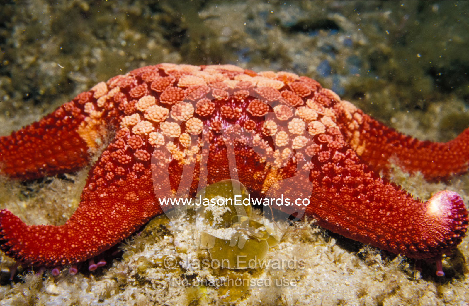 A red patterned Sea Star, Asterodiscides Truncatus, on reef rock Merimbula, New South Wales, Australia