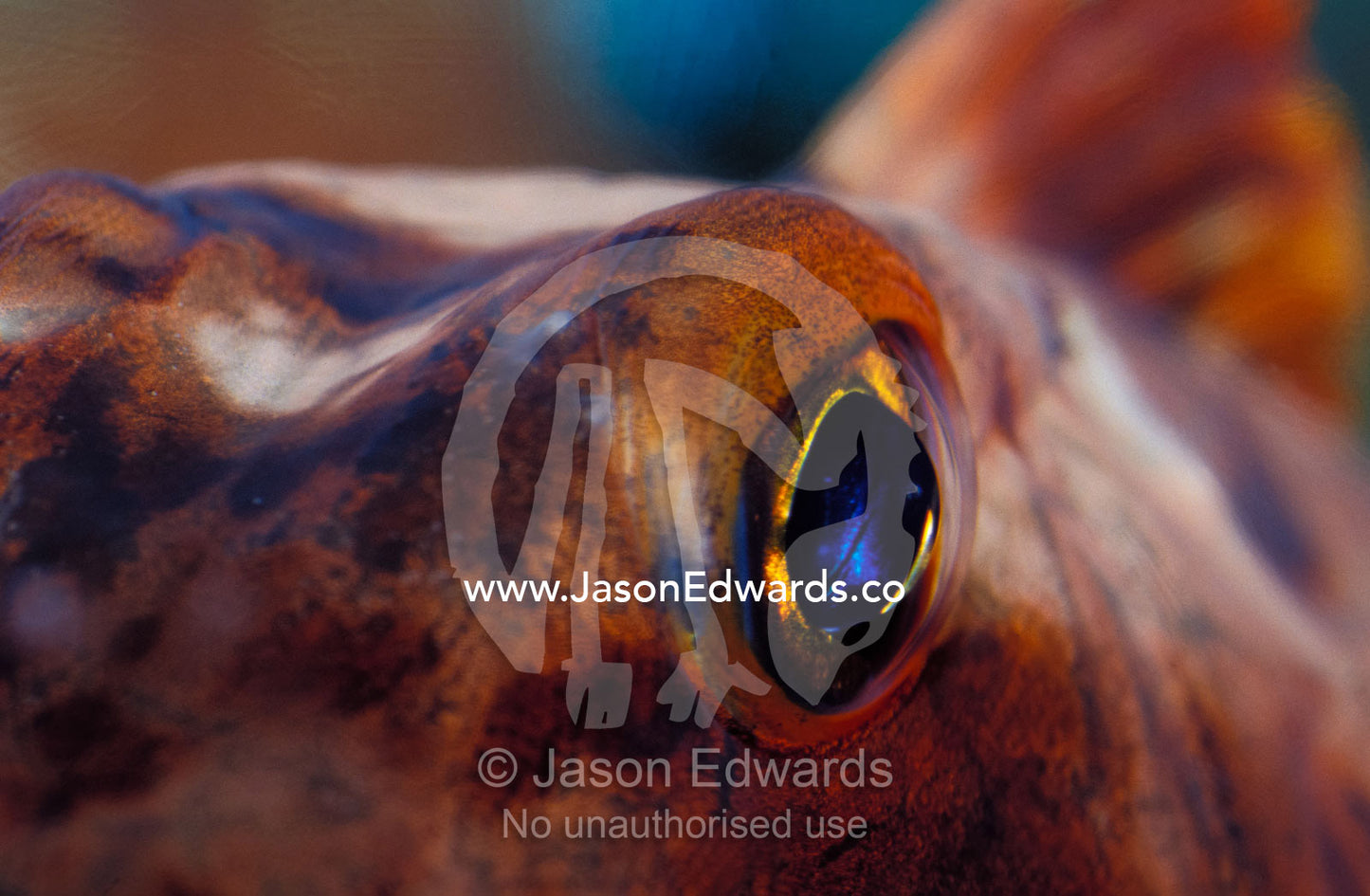 Eye detail of an alien looking Red Gurnard Fish Merimbula, New South Wales, Australia