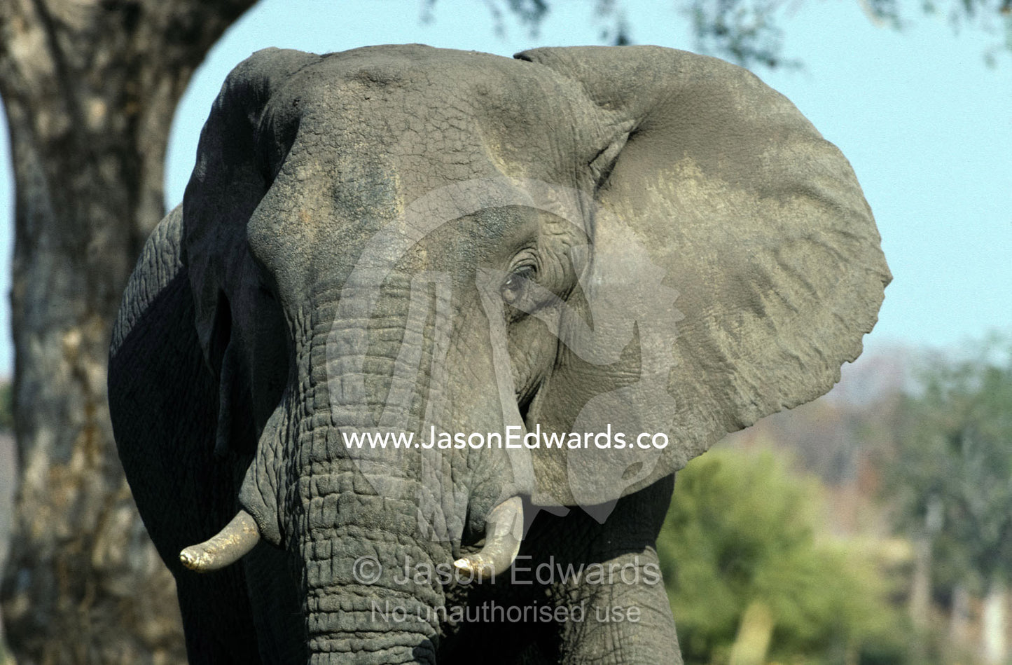 Close-up portrait of an African Elephant face, eyes, ears and trunk Hwange National Park, Zimbabwe