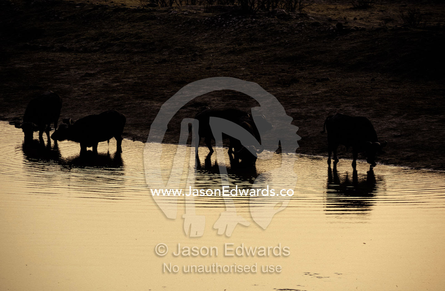 Silhouettes of Cape Buffalo drink at a waterhole reflecting the sunset Hwange National Park, Zimbabwe