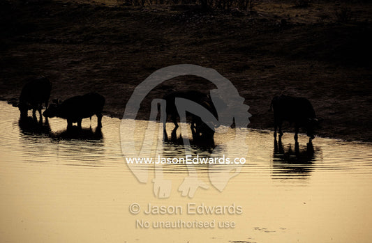 Silhouettes of Cape Buffalo drink at a waterhole reflecting the sunset Hwange National Park, Zimbabwe