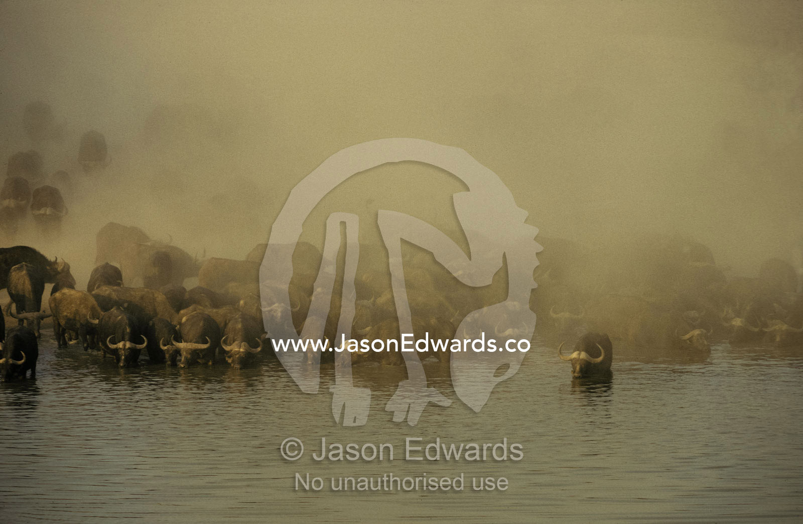 A parched Cape Buffalo herd drinks at a waterhole during a dust storm Hwange National Park, Zimbabwe