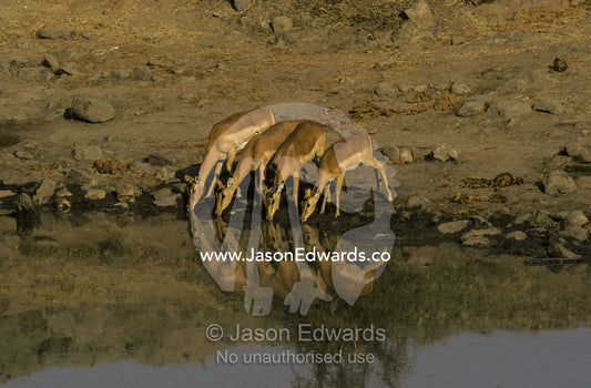 An alert and timid small herd of Impalas drink at a waterhole Hwange National Park, Zimbabwe