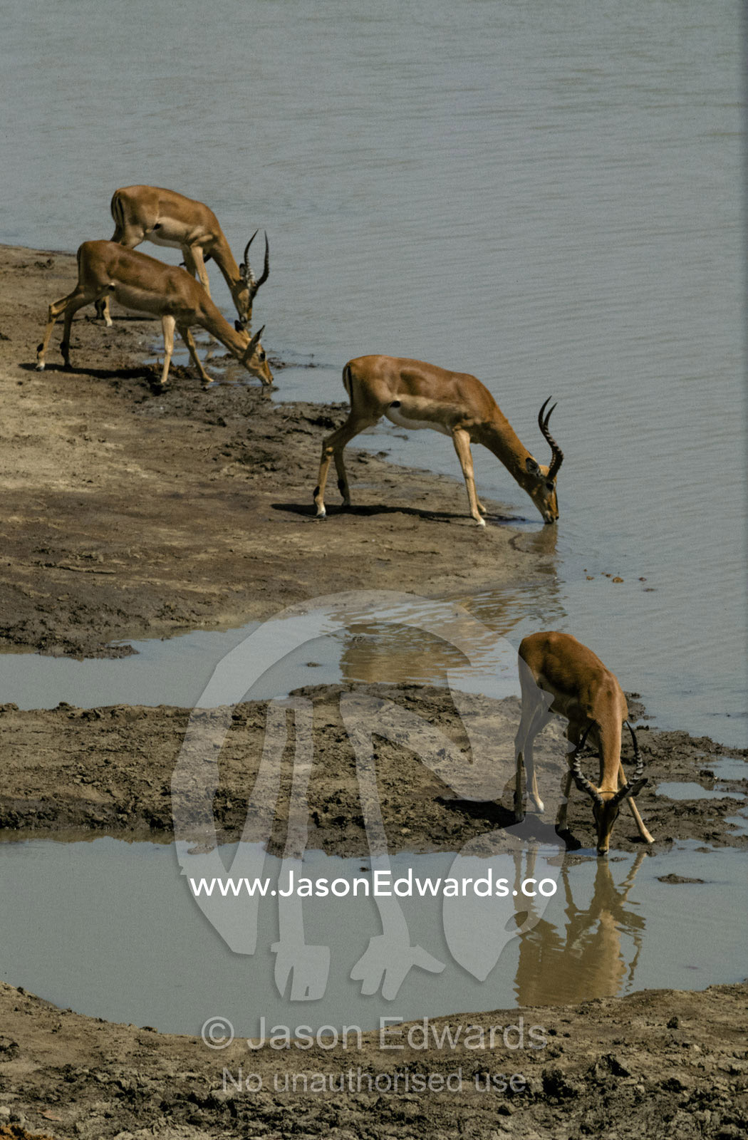 Impalas drinking timidly at a waterhole during drought Hwange National Park, Zimbabwe