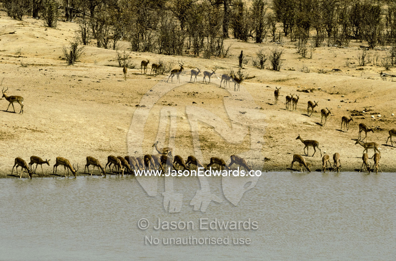 A migrating herd of Impalas drinking during drought Hwange National Park, Zimbabwe