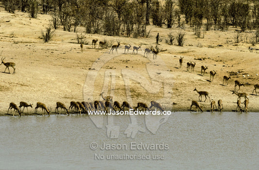 A migrating herd of Impalas drinking during drought Hwange National Park, Zimbabwe