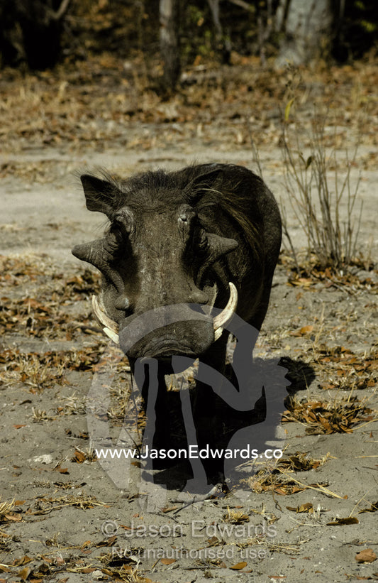 An ugly hostile Warthog face-on with large tusks threatens to charge Hwange National Park, Zimbabwe