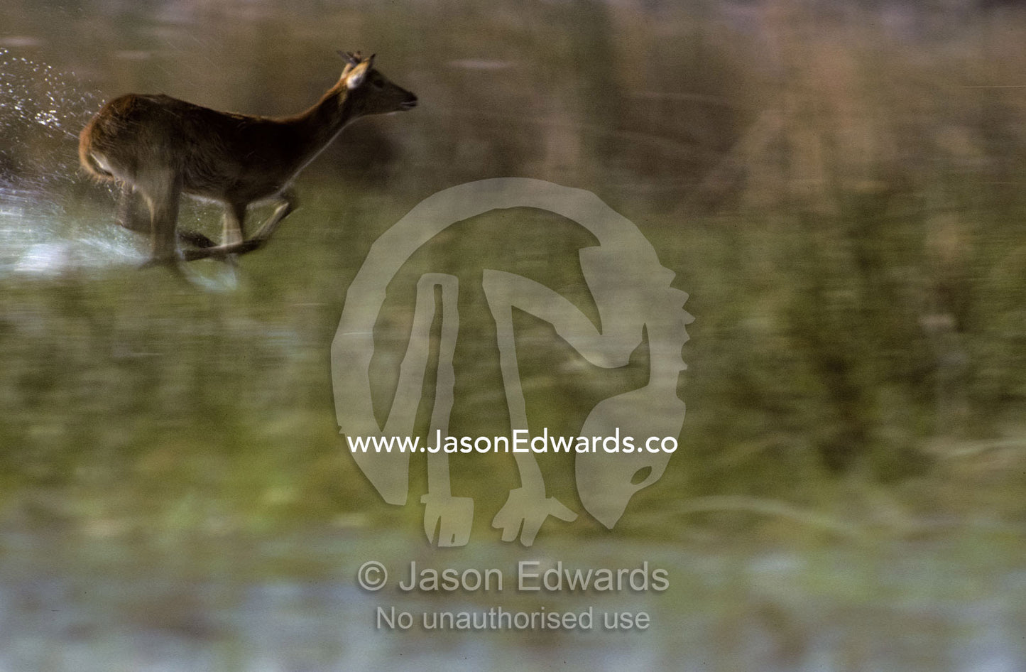 A Red Lechwe flees through wetland reeds Moremi National Park, Botswana