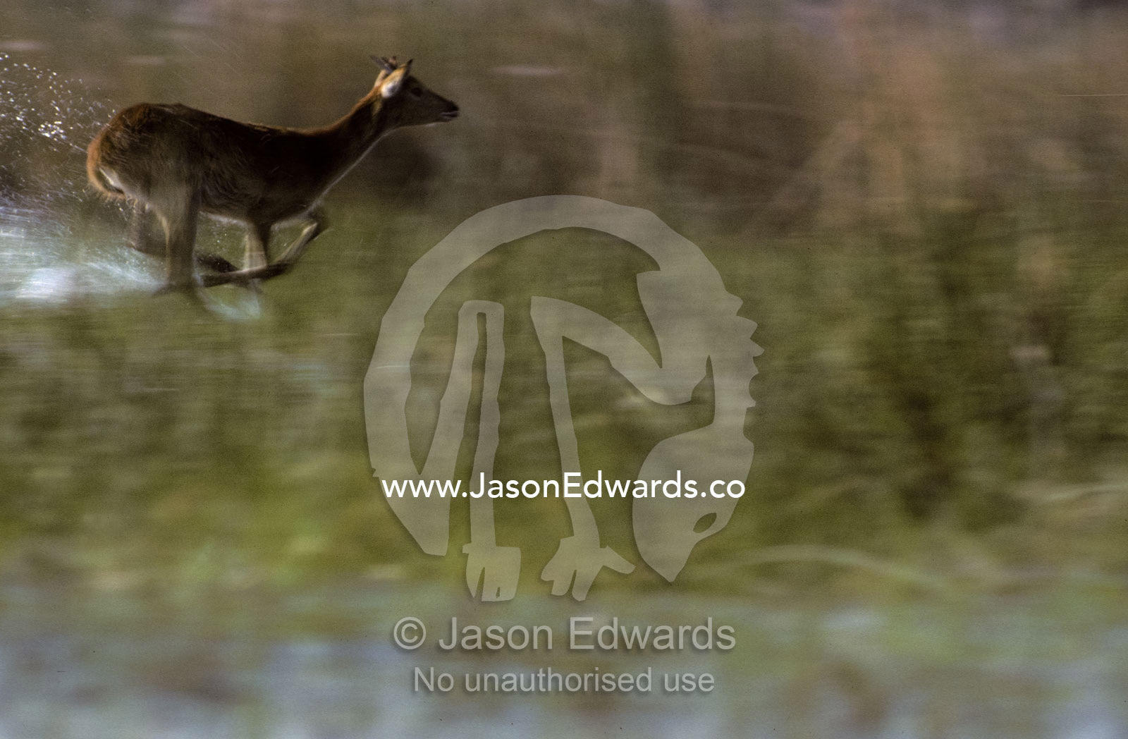 A Red Lechwe flees through wetland reeds Moremi National Park, Botswana