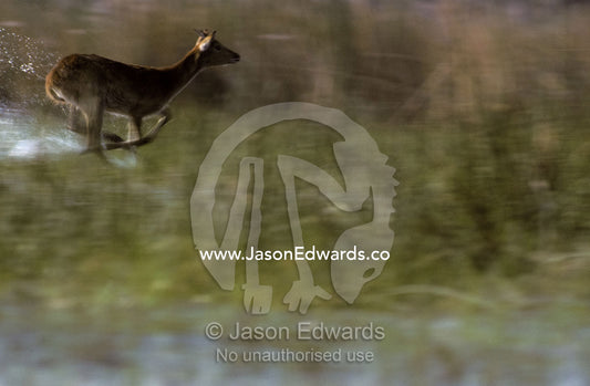 A Red Lechwe flees through wetland reeds Moremi National Park, Botswana