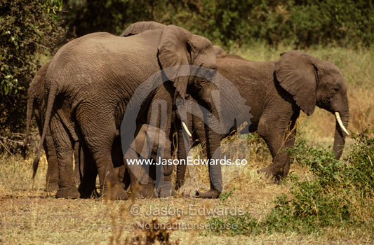 An Elephant herd protecting a small Calf, hiding underneath its mother Lake Manyara National Park, Tanzania