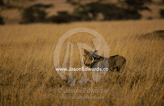 Warthog portrait on savannah grassland with large tusks and ears alert Serengetti National Park, Tanzania