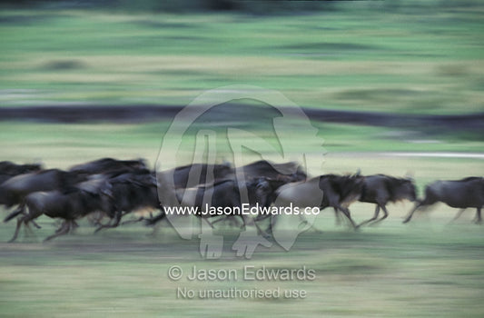 Wildebeeste herd runnng during migration against a green background Masai Mara National Park, Kenya