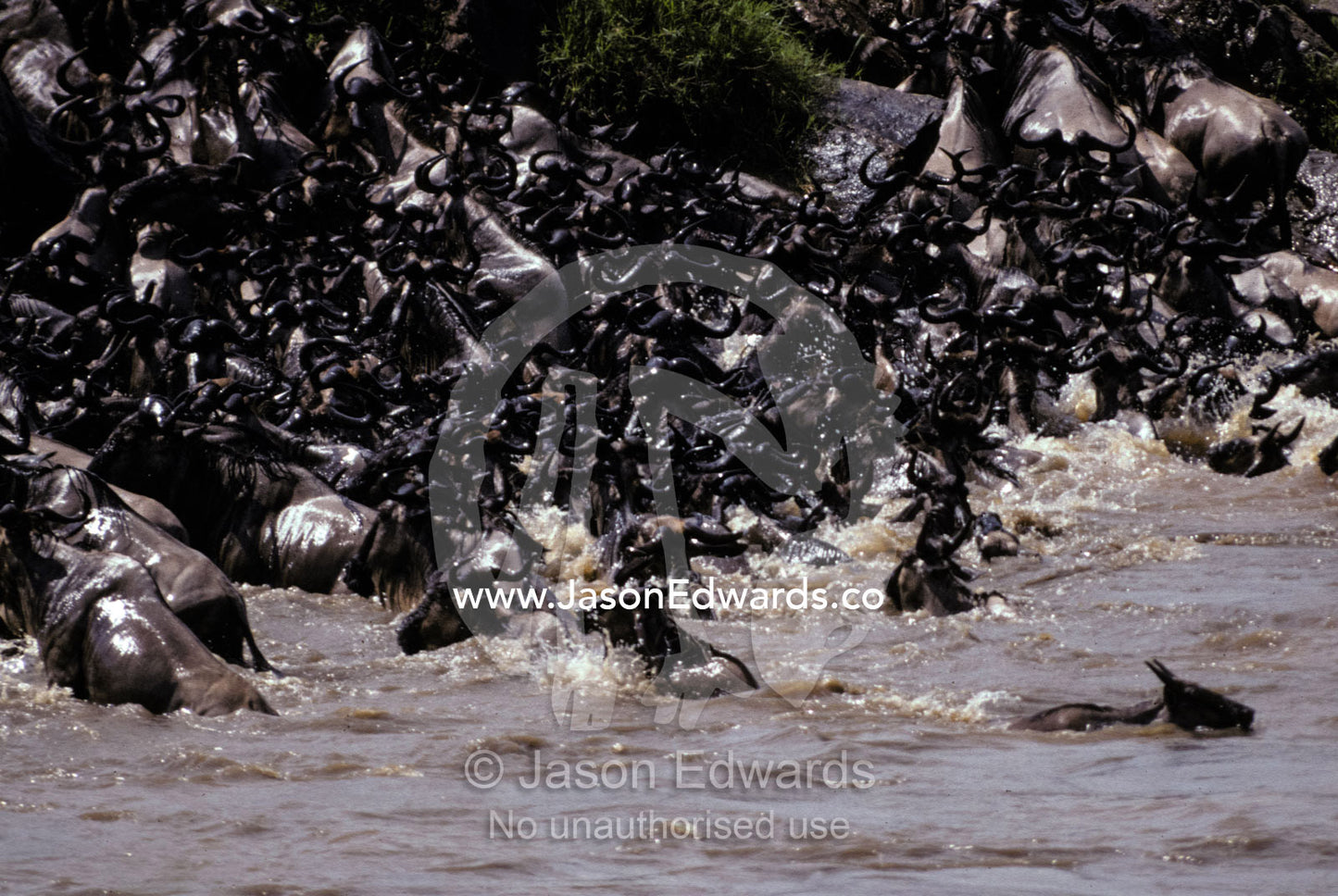 A stampeding Wildebeeste herd river crossing during the migration Masai Mara National Park, Kenya