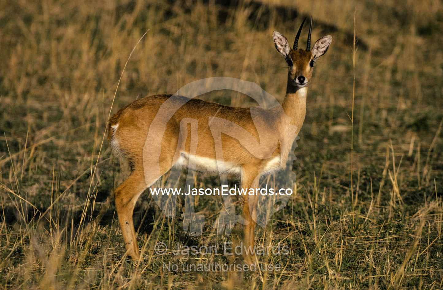 Profile of an Oribi with ears and eyes alert at sunset Masai Mara National Park, Kenya