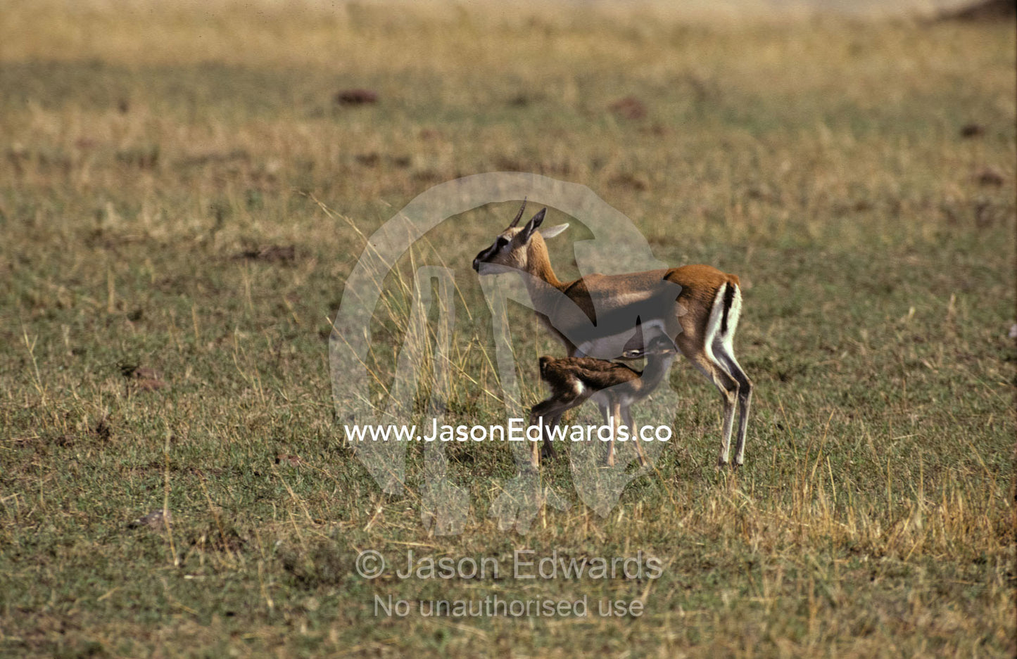 Thomsons Gazelle fawn suckling milk from its mother Masai Mara National Park, Kenya