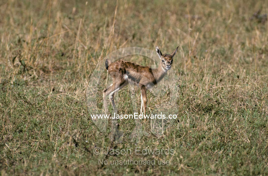 A young, fragile and vulnerable Thomsons Gazelle fawn Masai Mara National Park, Kenya
