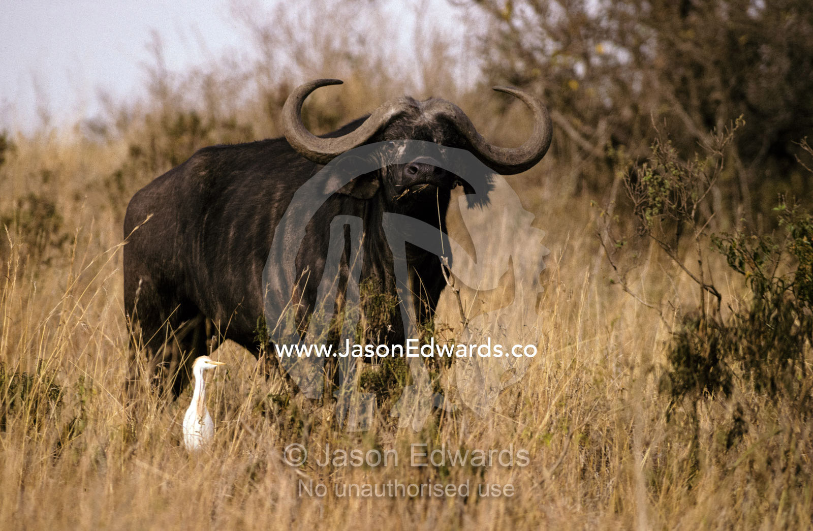 A Cape Buffalo with large curving horns and a Cattle Egret Nairobi National Park, Kenya