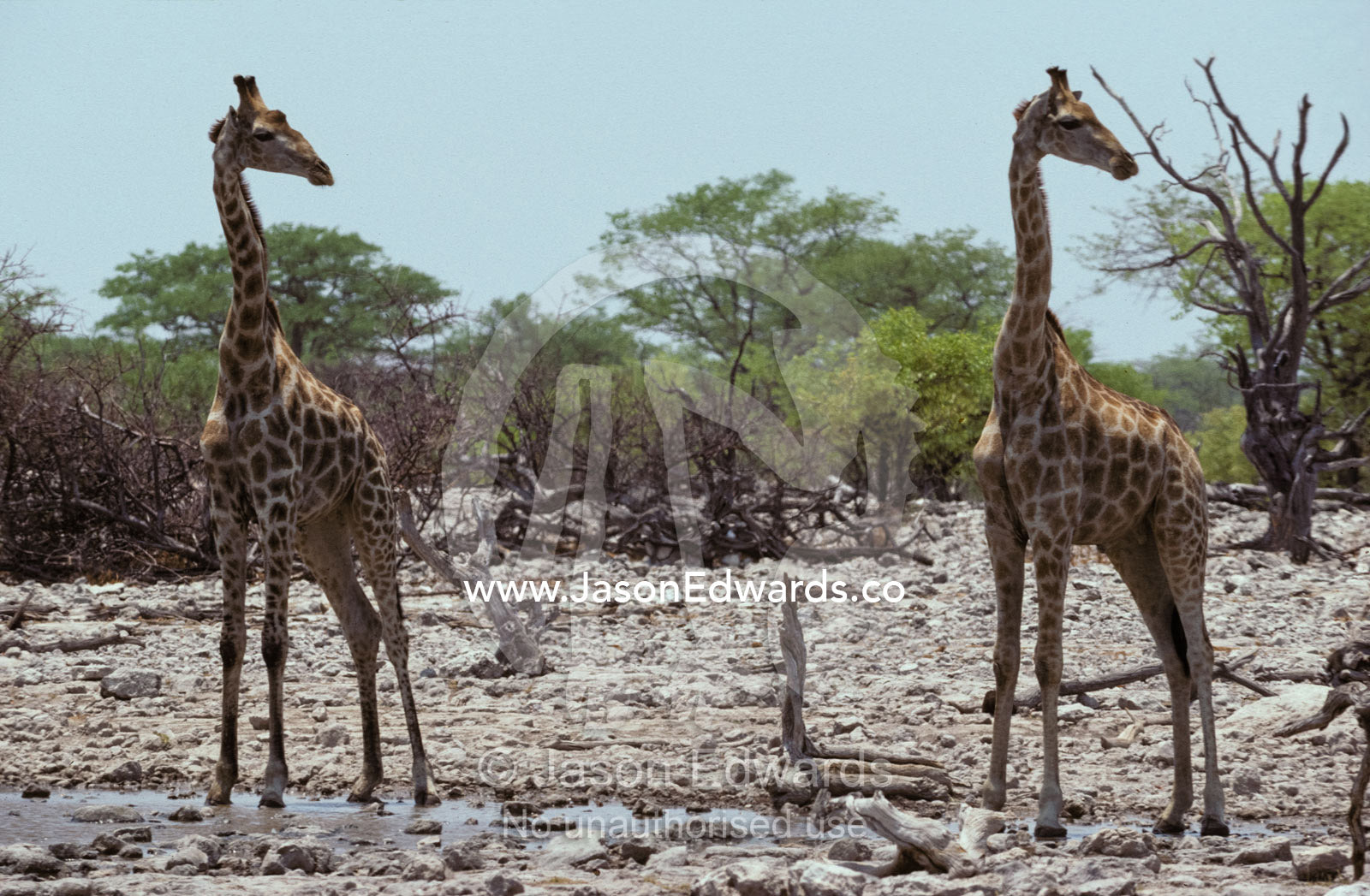 A Giraffe pair identically posed, head in profile, eyes and ears alert Etosha National Park, Namibia