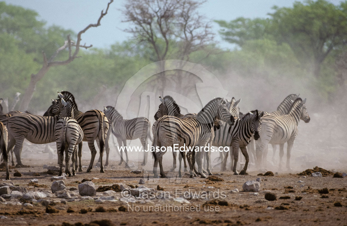An alert Zebra herd stirs up dust at a waterhole in dry season drought Etosha National Park, Namibia
