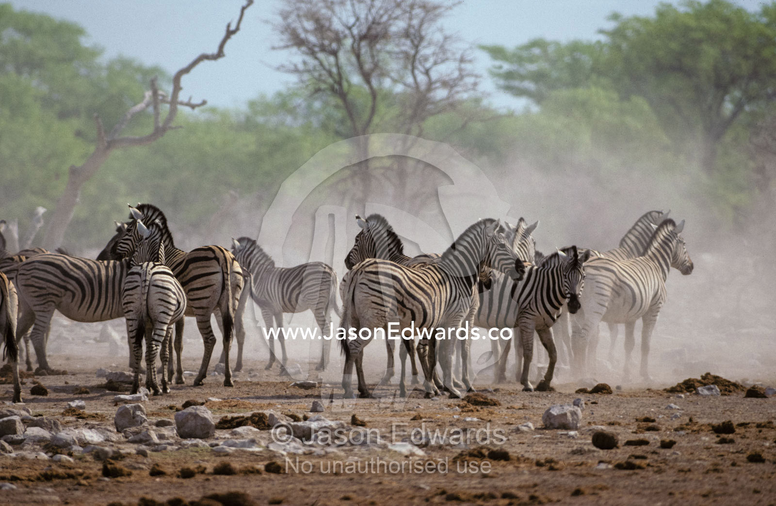 An alert Zebra herd stirs up dust at a waterhole in dry season drought Etosha National Park, Namibia