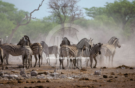 An alert Zebra herd stirs up dust at a waterhole in dry season drought Etosha National Park, Namibia