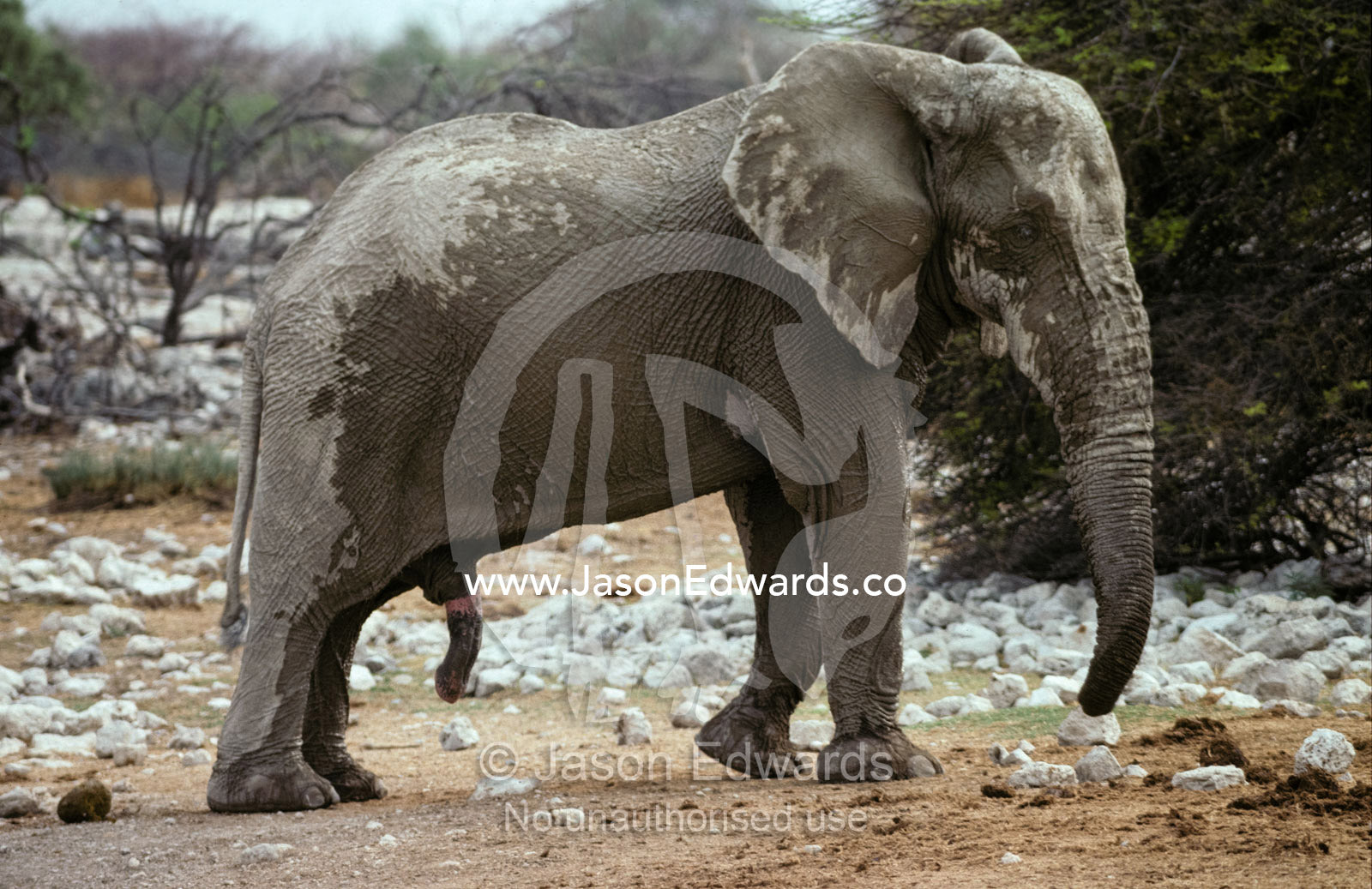 An African Elephant bull coated in mud with penis displayed Etosha National Park, Namibia