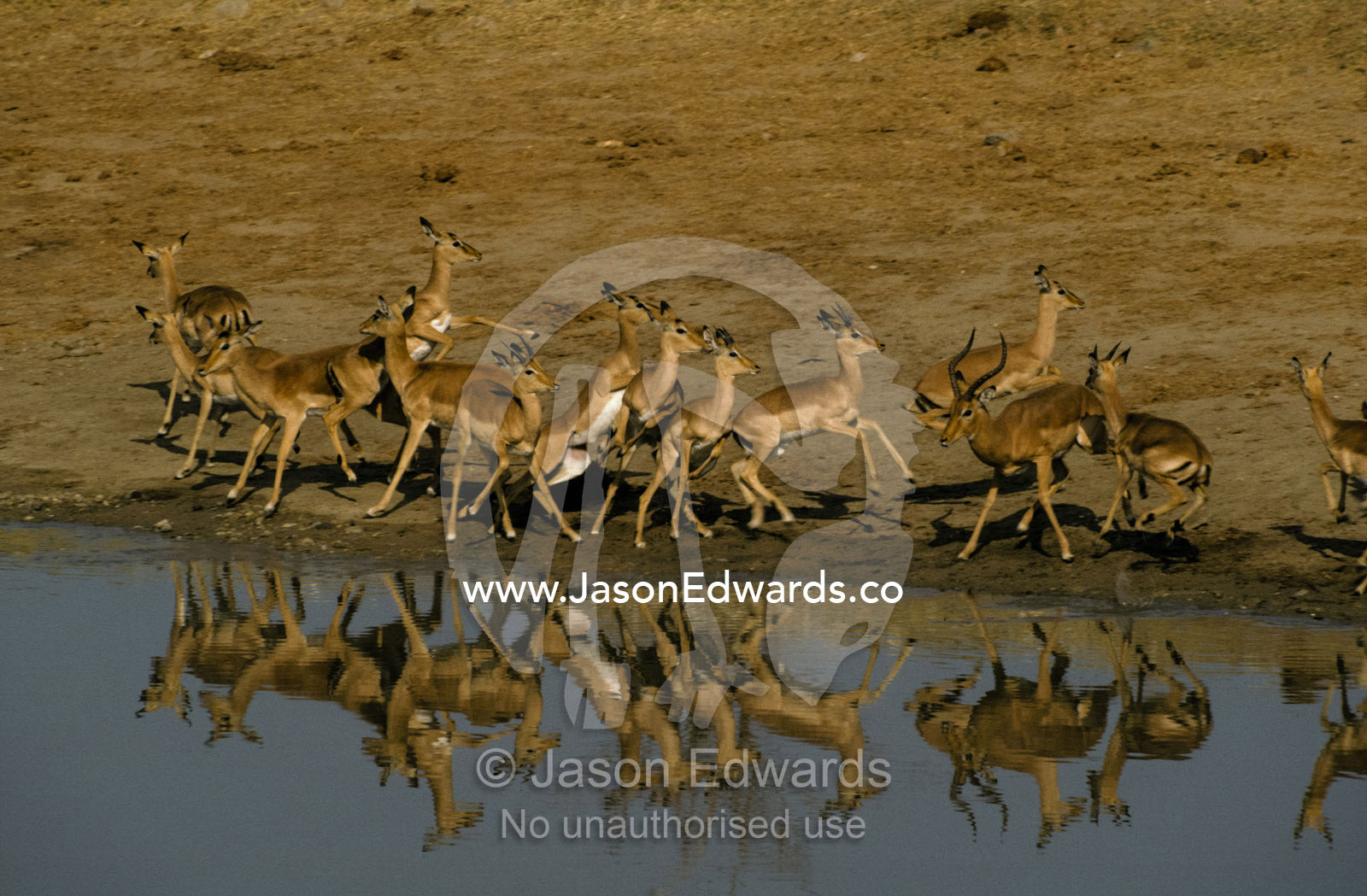 A timid Impala herd flees in alarm from a waterhole Hwange National Park Zimbabwe