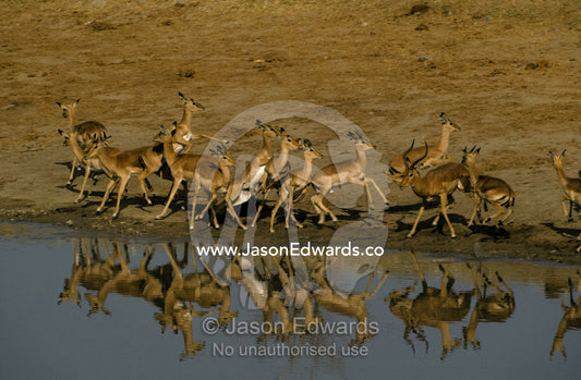 A timid Impala herd flees in alarm from a waterhole Hwange National Park Zimbabwe