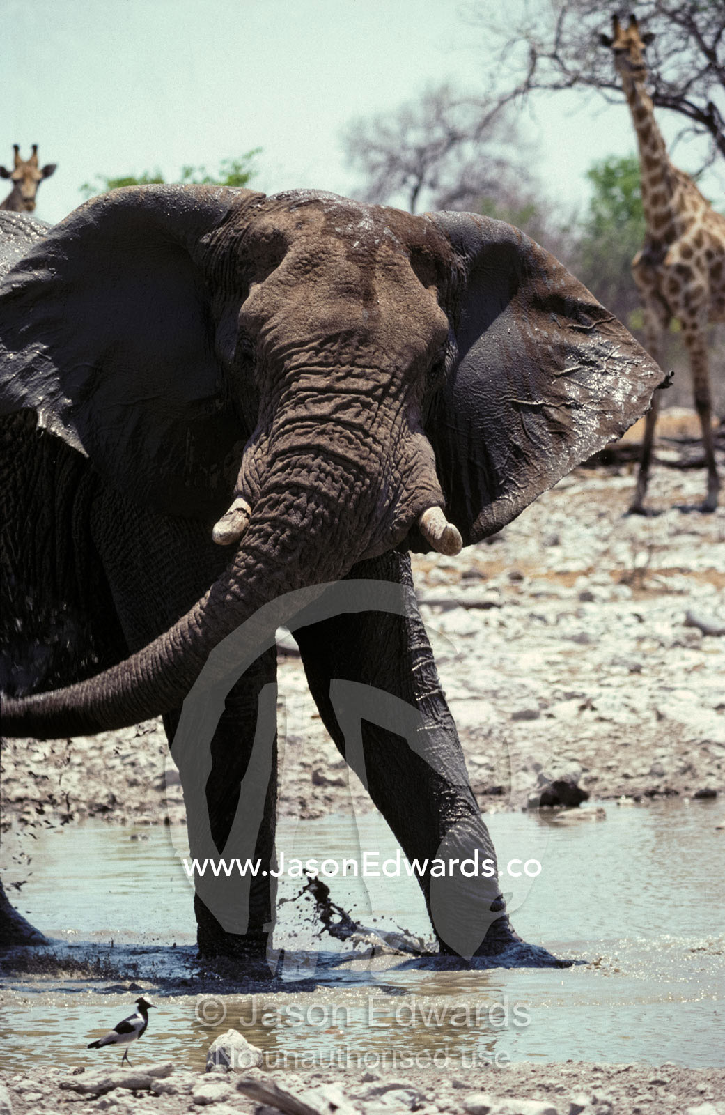 An African Elephant bull stamps its foot preparing to charge Etosha National Park, Namibia
