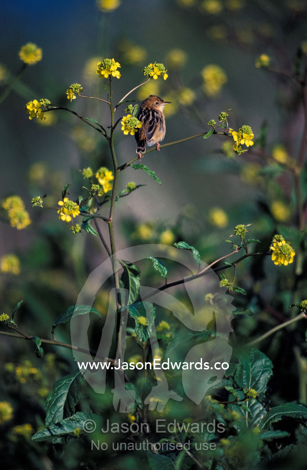 Tiny Golden-Headed Cisticola perched on flowering coastal plant Werribee Wetlands Victoria Australia