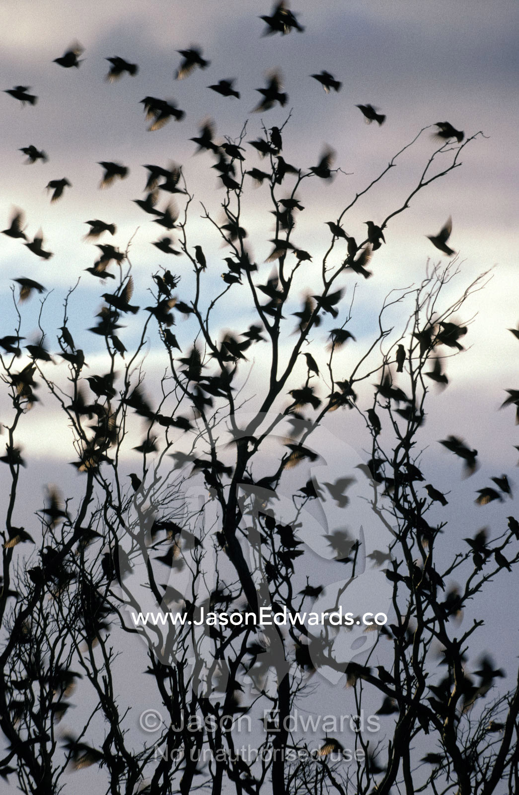 A migrating Common Starling flock at sunset take flight near Streaky Bay, Western Australia