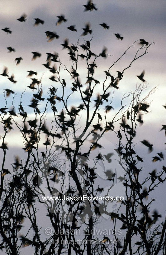 A migrating Common Starling flock at sunset take flight near Streaky Bay, Western Australia