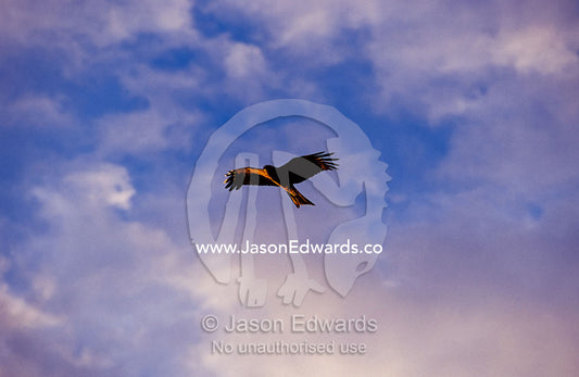 A Kite hovering in flight against a backdrop of sunset clouds Simpson Desert Regional Reserve, South Australia