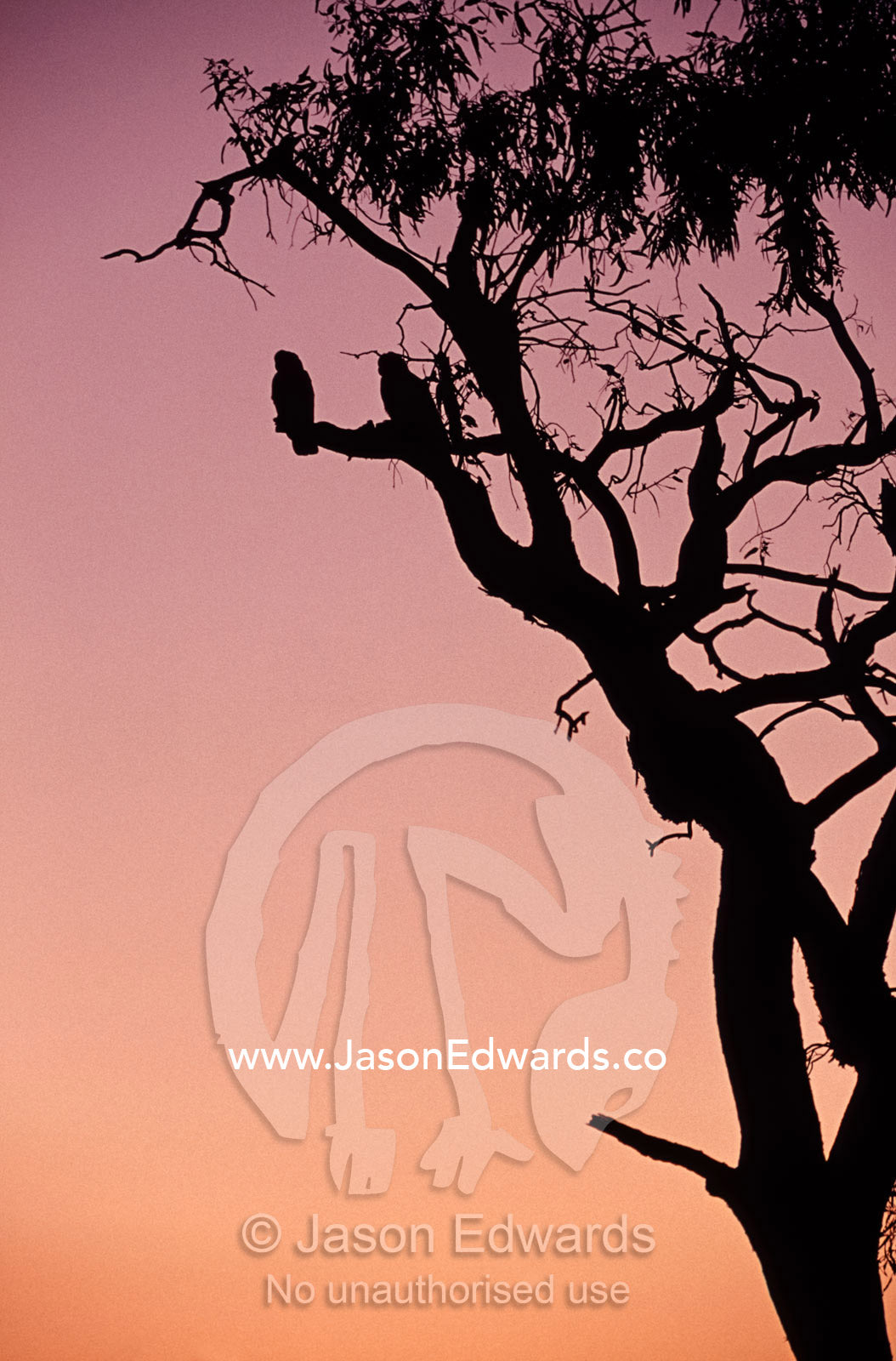 Silhouette of Little Corellas roosting in a Gum tree, sunset afterglow Eyre Creek, North-Eastern South Australia