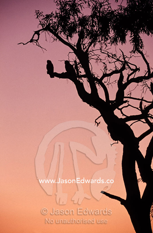 Silhouette of Little Corellas roosting in a Gum tree, sunset afterglow Eyre Creek, North-Eastern South Australia