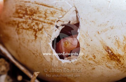 An Australian Pelican newborn chick hatching from its egg, pipping Coorong National Park, Pelican Island North, South Australia