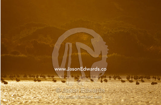 Silhouetted Ducks and Banded Stilts feeding in the shallows at sunset Coorong National Park, Younghusband Penninsula, South Australia