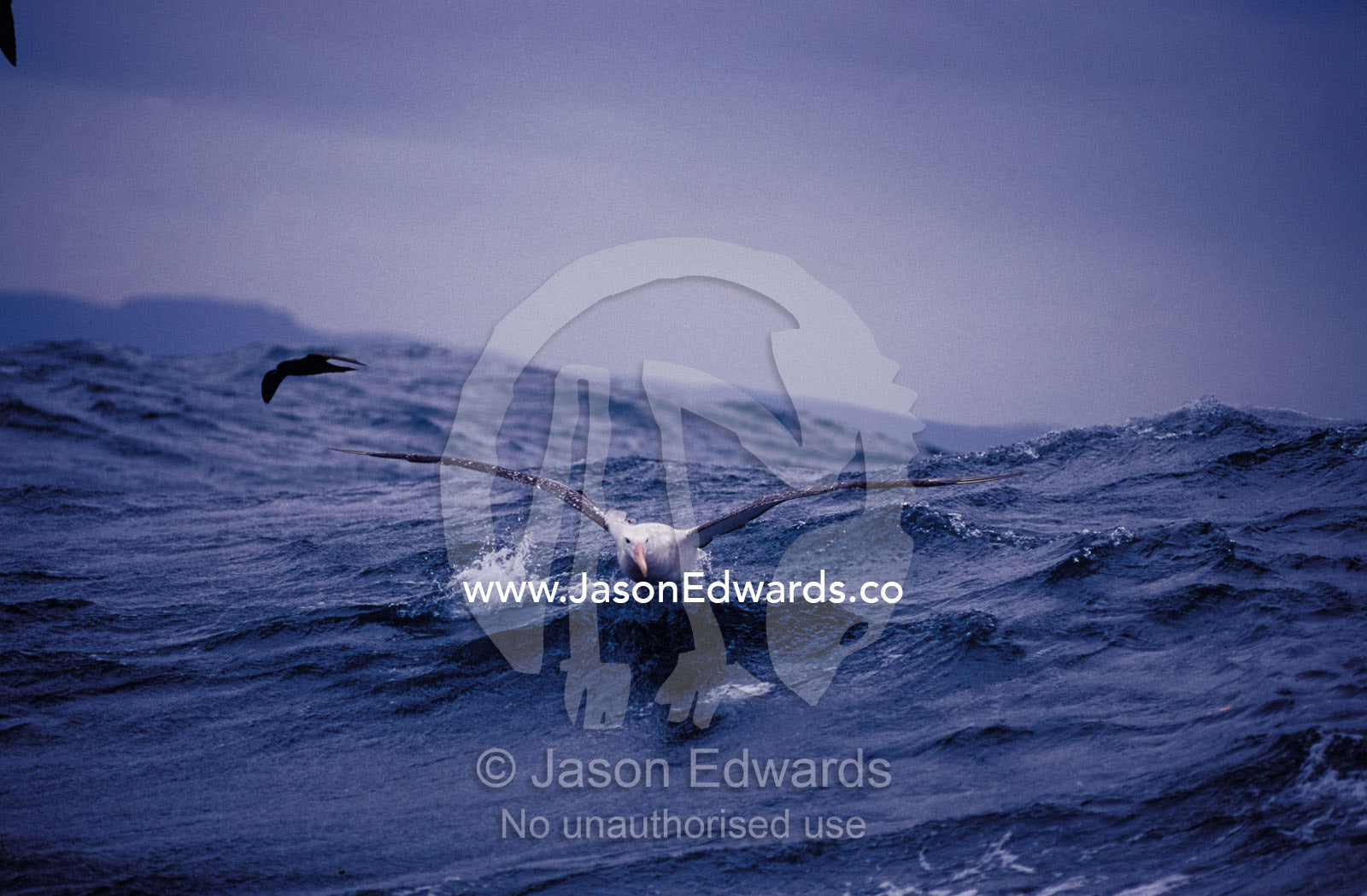 Gibsons Wandering Albatross  take-off flight across ocean surface Woollongong, New South Wales, Australia